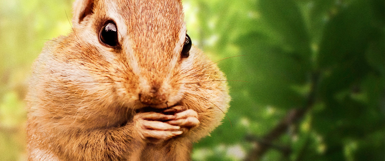 A chipmunk on a tree branch with his cheeks full gnawing on some nuts