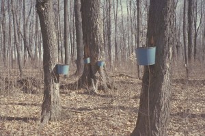 Maple sap buckets attached to trees