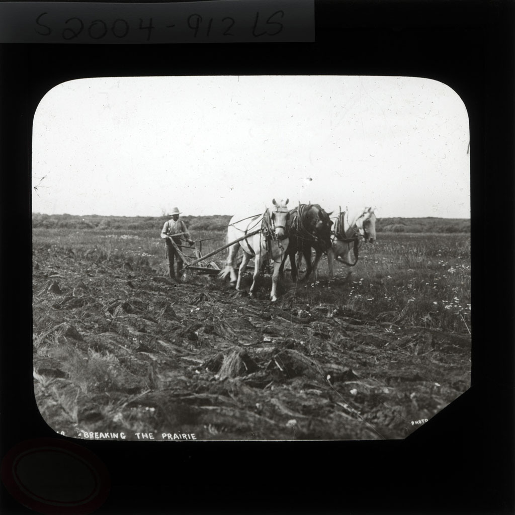 Man ploughing with a horses-drawn plough