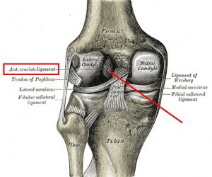 ACL attachments on the femur