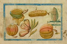 Melons and squash. Plate 45 of the Brief Discours…