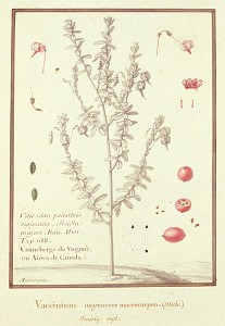 The Common Cranberry