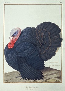 The common Turkey
