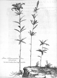 Acadian Dwarf Lily