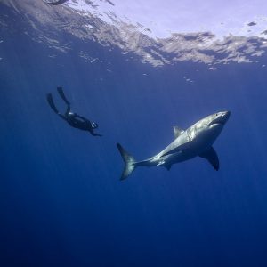 Freediving with a Great White Shark