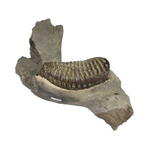 Mammoth jaw with teeth