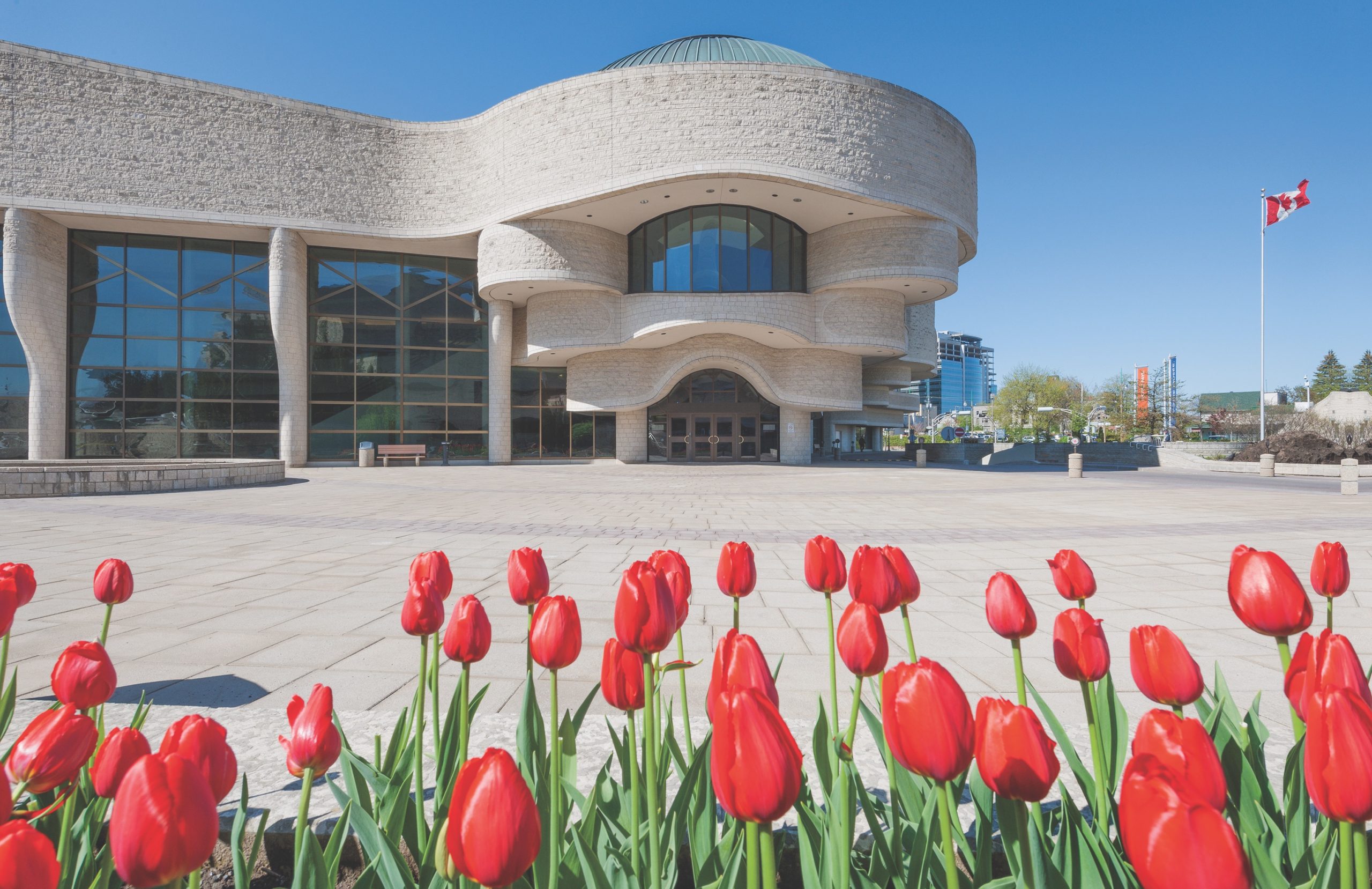 Red tulips in front of the Canadian Museum of History in Ottawa.