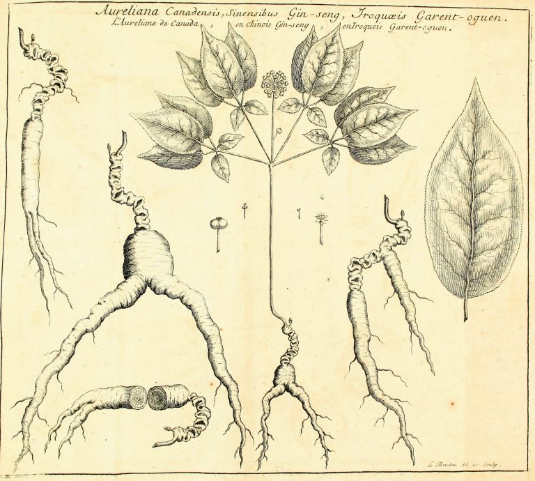 Exchanges between Asia and Canada were not unidirectional: as early as the 1720s, Canadian ginseng was exported to China.