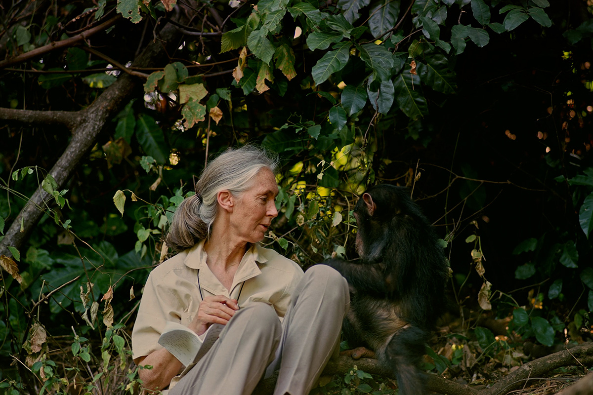 A woman and a chimpanzee