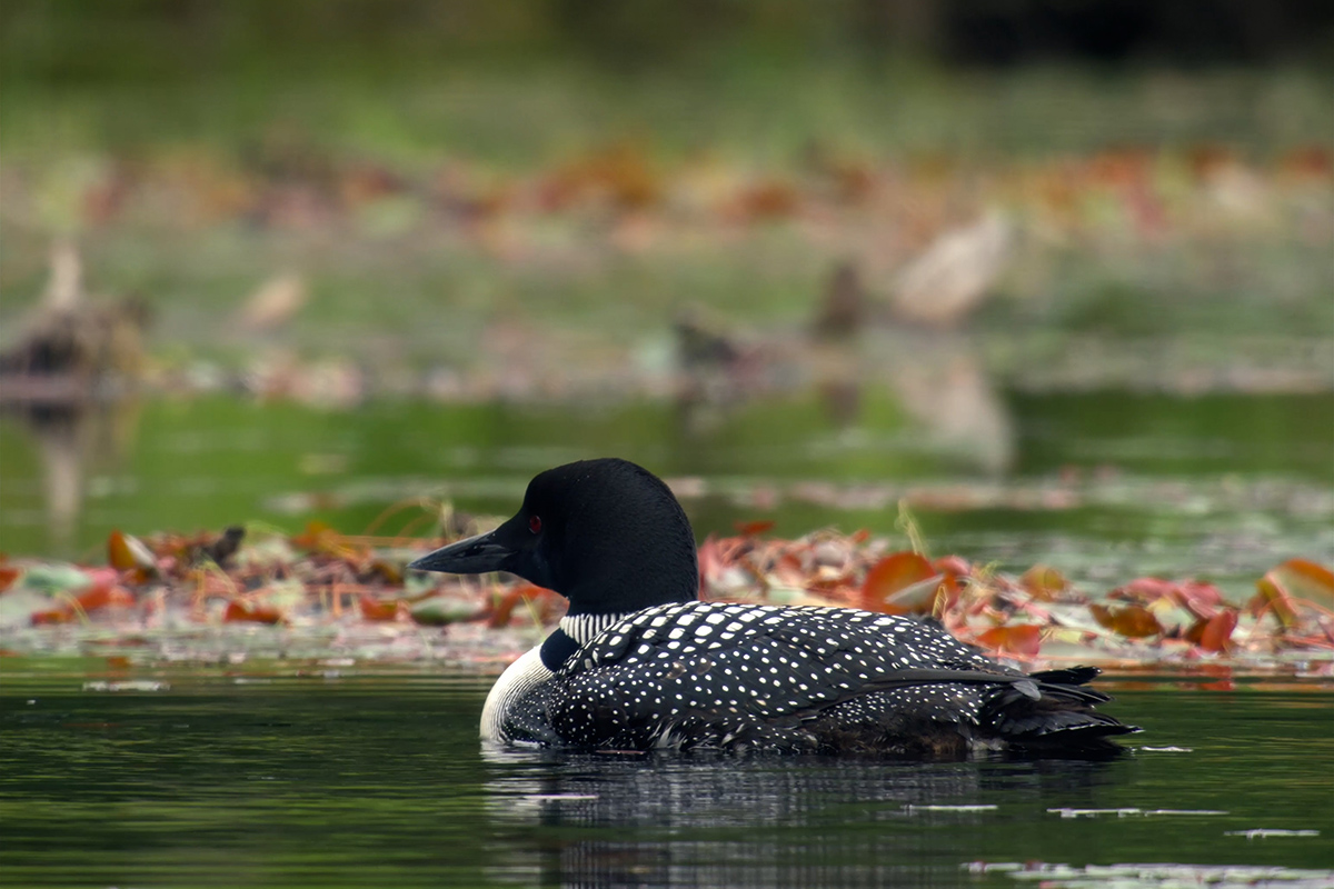 Loon swimming