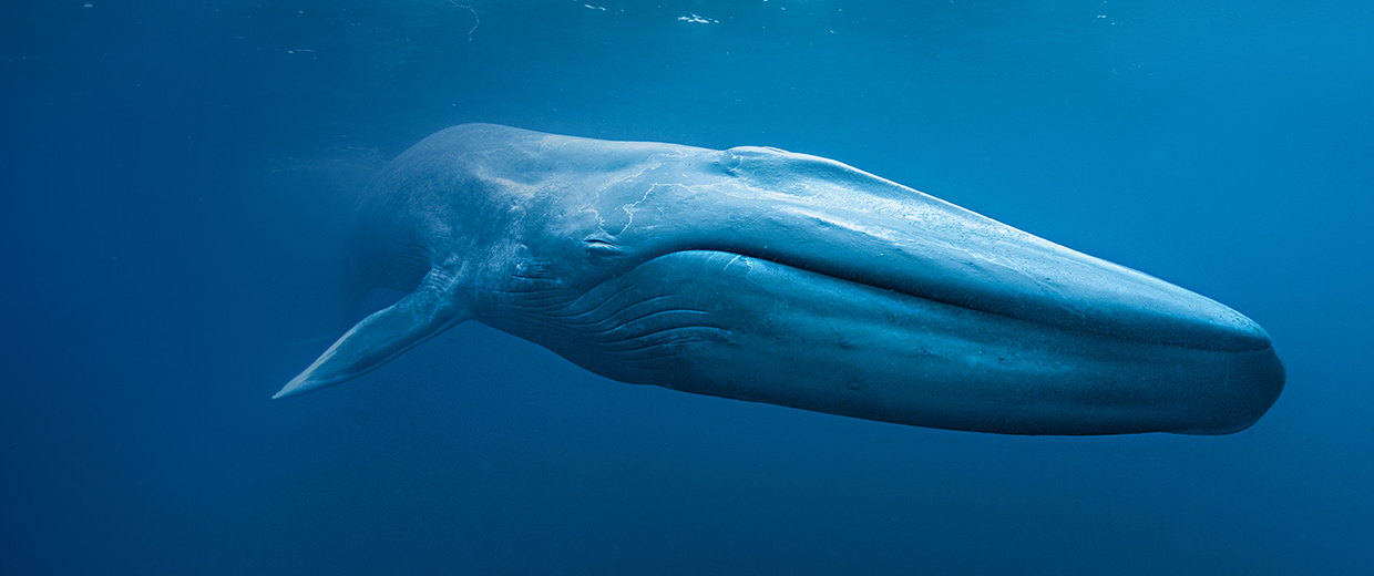 Blue Whales: Return of the Giants | Canadian Museum of History