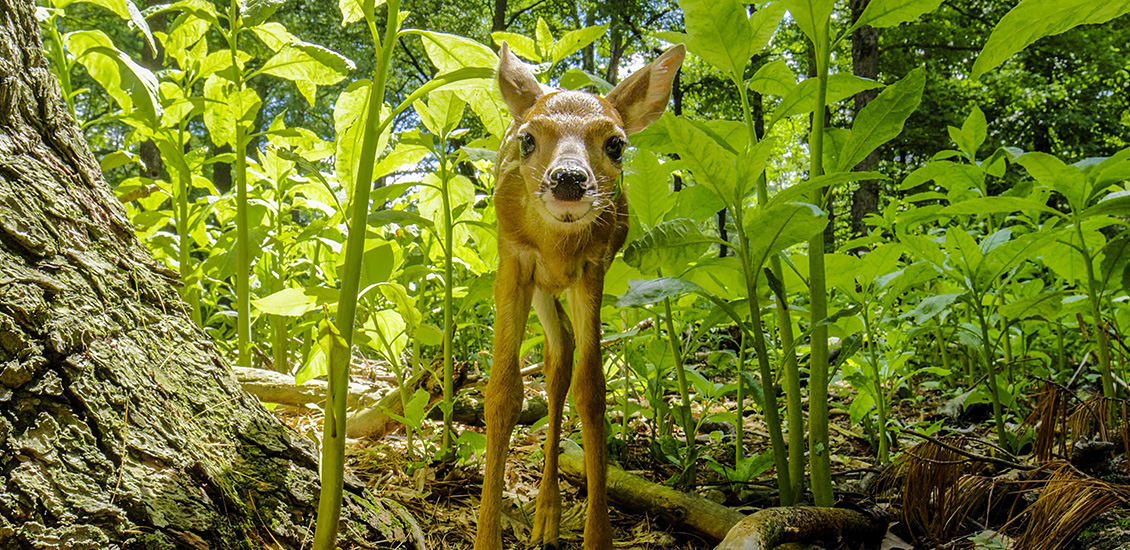 Fawn