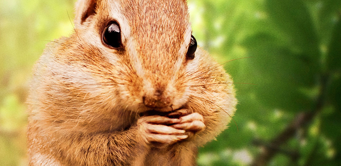 A chipmunk on a tree branch with his cheeks full gnawing on some nuts