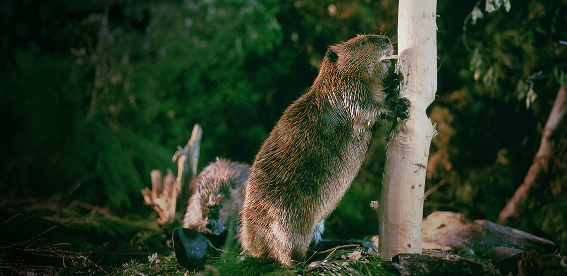 Beaver gnawing on a tree